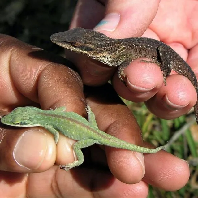 thumbnail for publication: Florida's Introduced Reptiles: Brown Anole (Anolis sagrei)